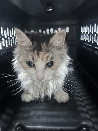 Vallery, Adoptable, Adult Female Domestic Long Hair & Domestic Short Hair.