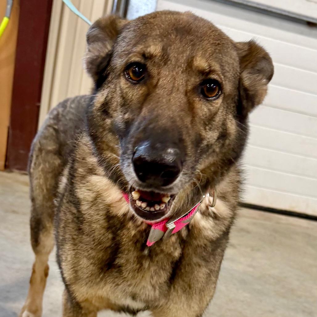 Enlarge Furie (MR26-307), a Adoptable German Shepherd Dog in Peyton, CO image 1/5