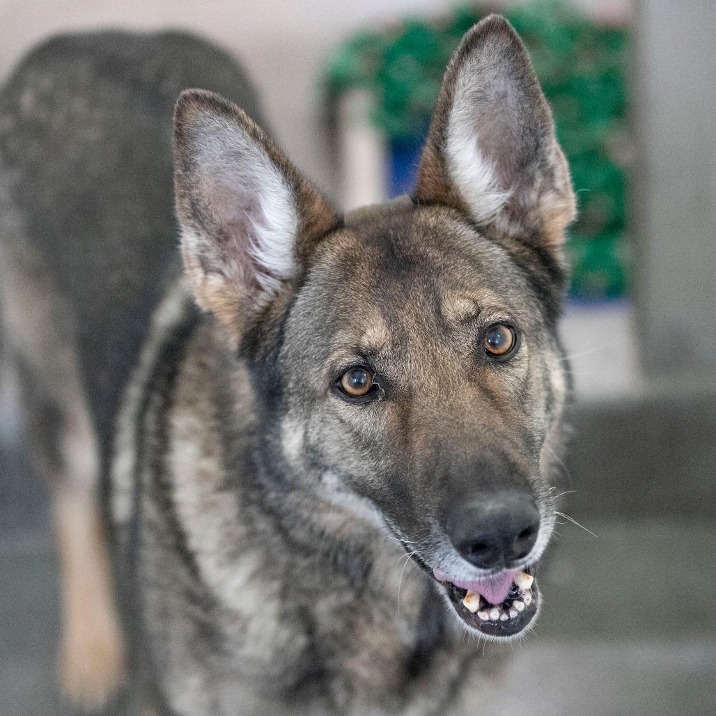 Enlarge Furie (MR26-307), a Adoptable German Shepherd Dog in Peyton, CO image 3/5