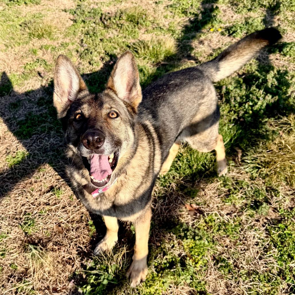 Enlarge Furie (MR26-307), a Adoptable German Shepherd Dog in Peyton, CO image 4/5