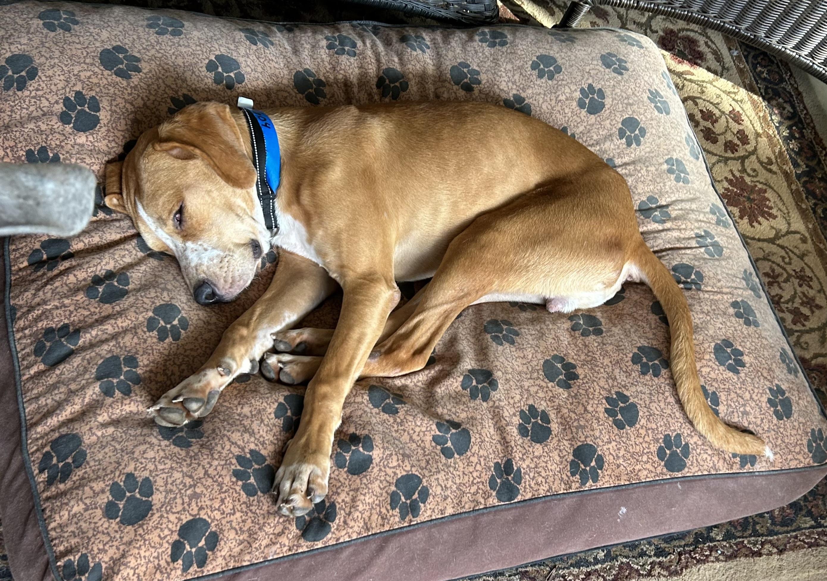 Benny, a Adoptable mixed breed in Marietta, GA image 4/6