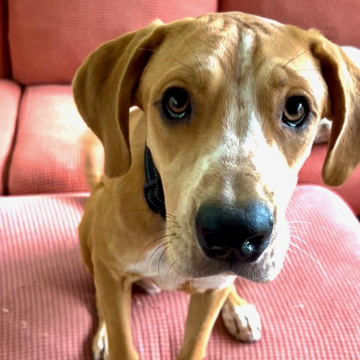 Benny, Adoptable, Puppy Male Hound.