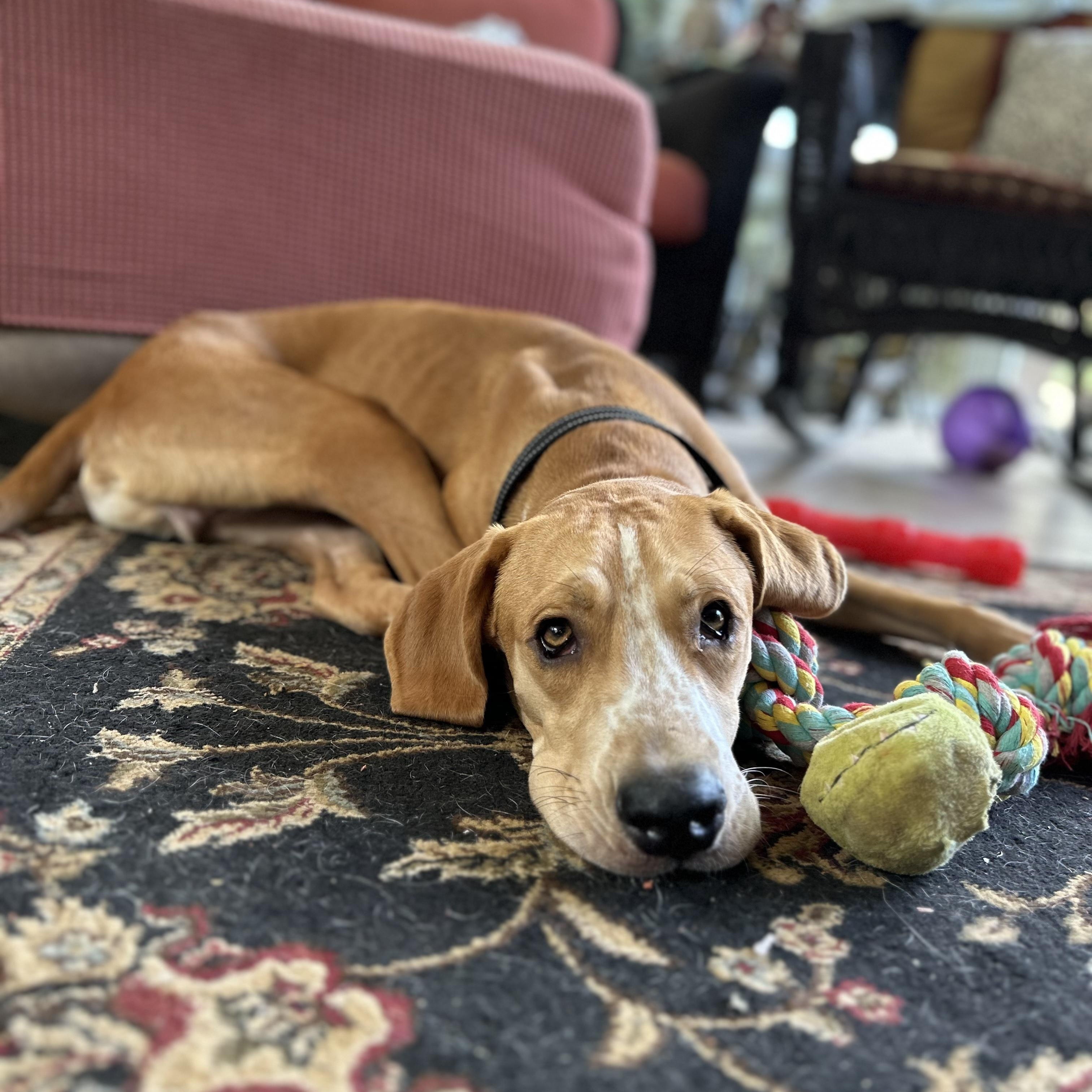 Benny, Adoptable, Young Male Hound.