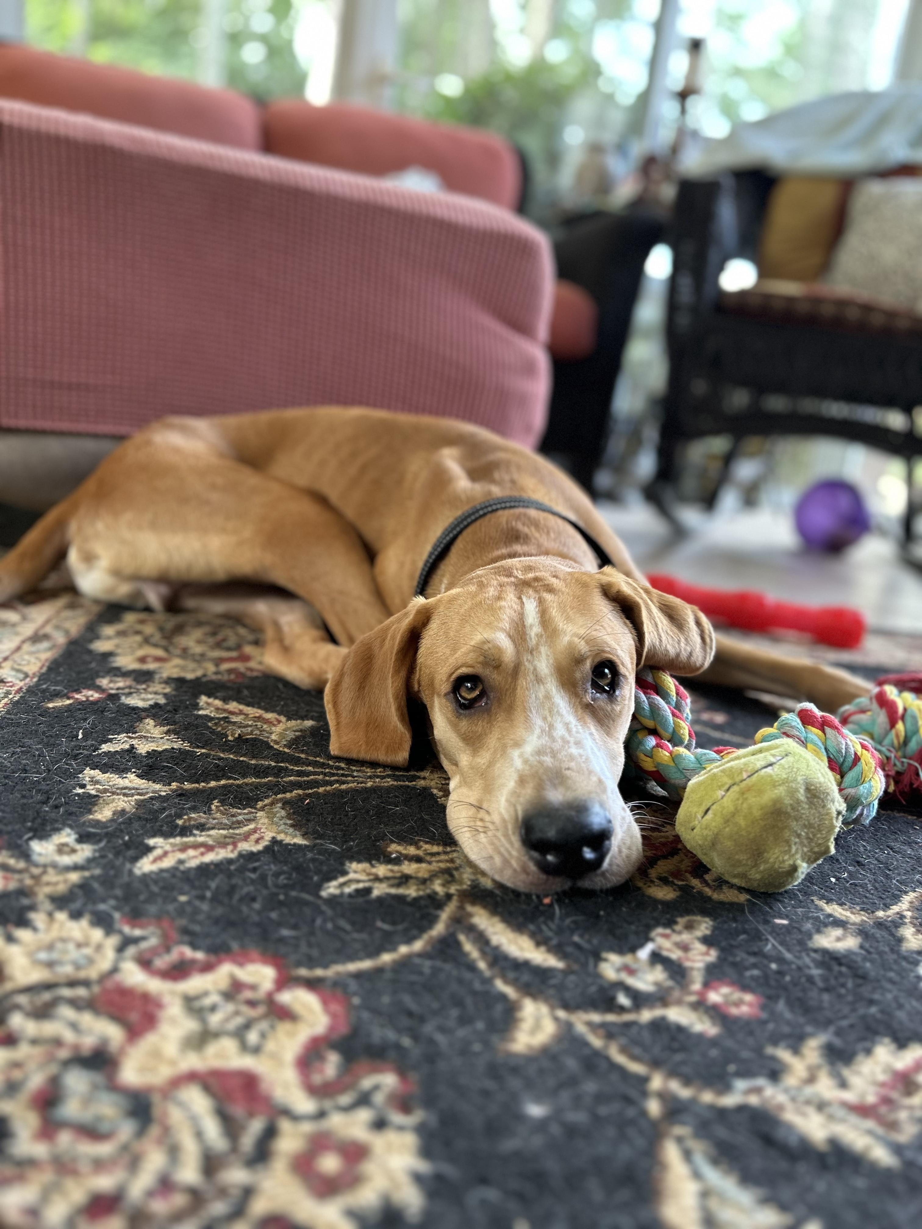 Benny, a Adoptable mixed breed in Marietta, GA image 6/6