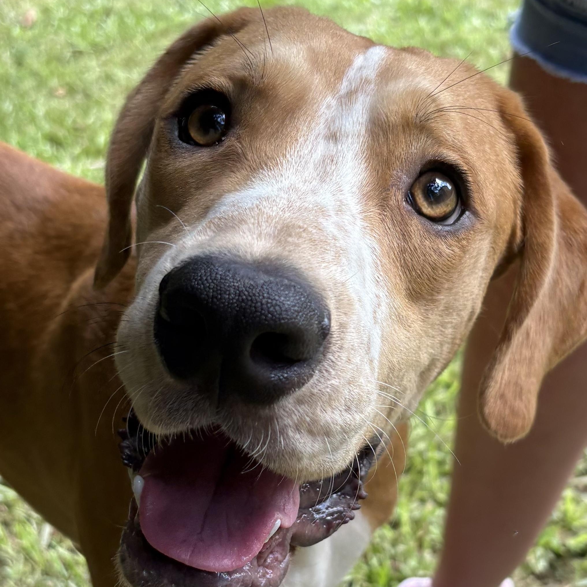Benny, a Adoptable mixed breed in Marietta, GA image 2/6