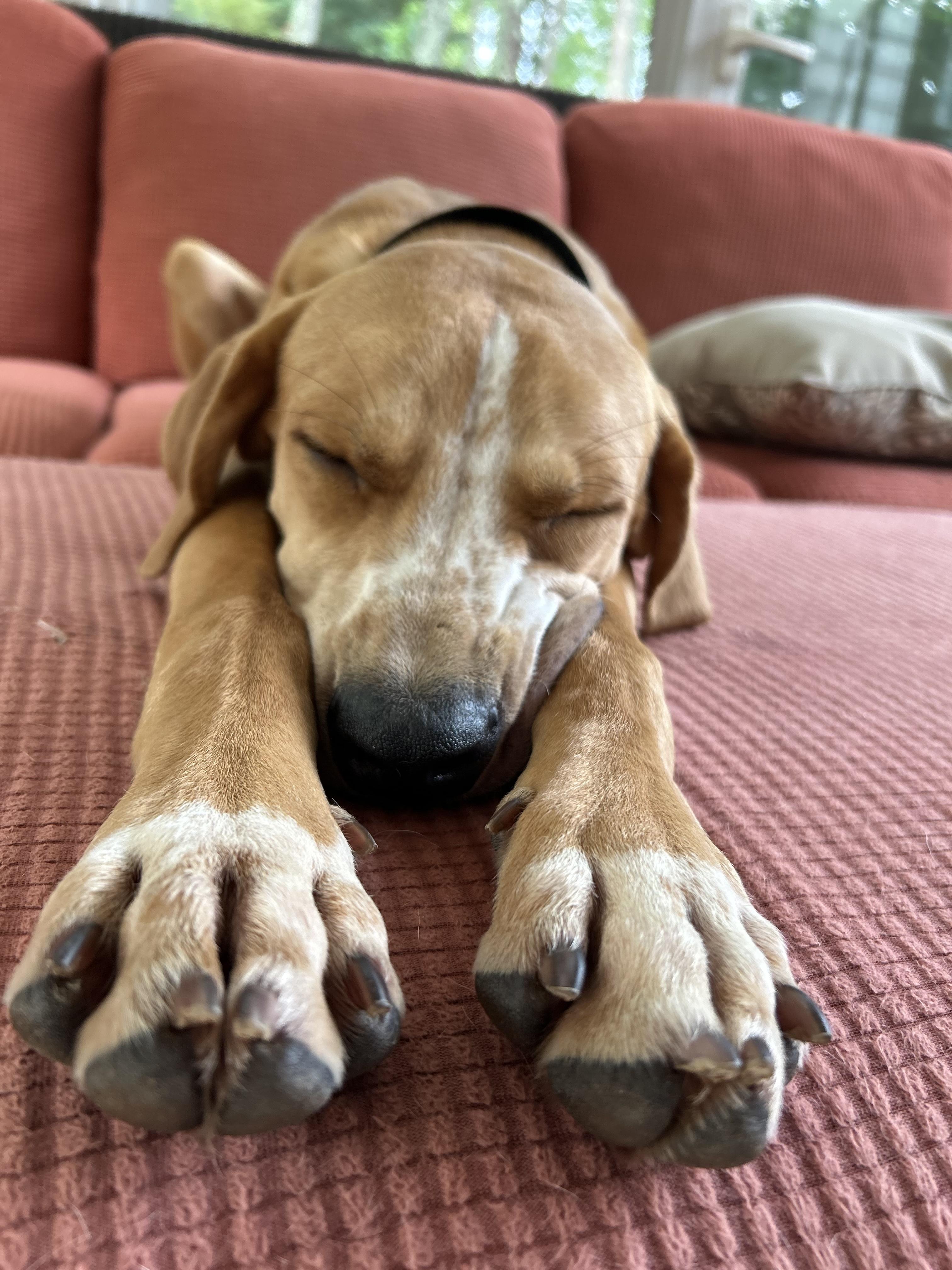 Benny, a Adoptable mixed breed in Marietta, GA image 5/6