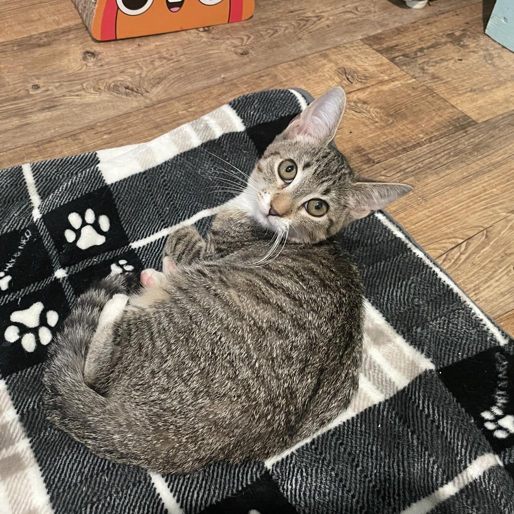 Betty Jean, Adoptable, Kitten Female Domestic Short Hair.