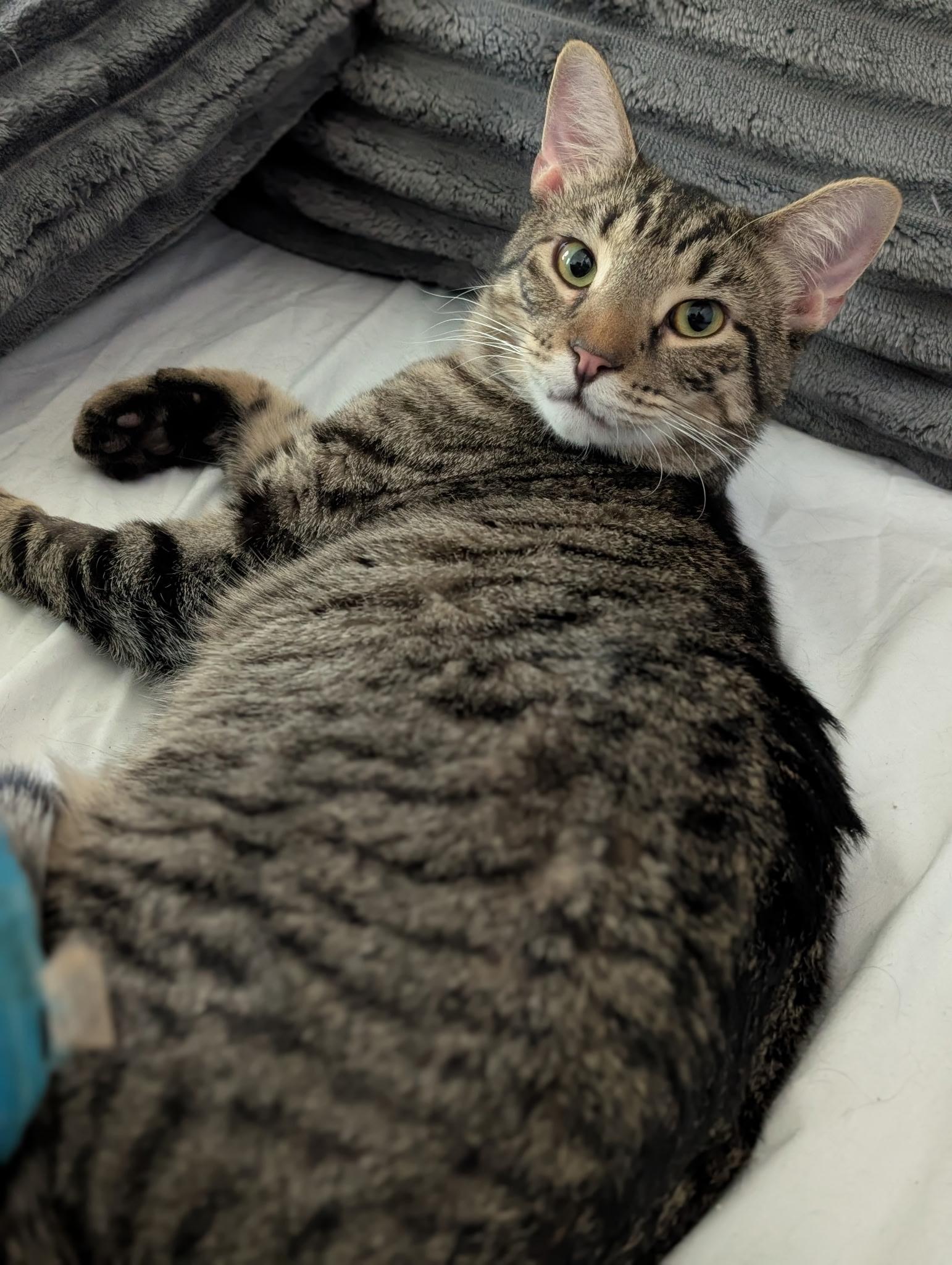 Rory, an adoptable Tabby in Richmond, VA image 2/6