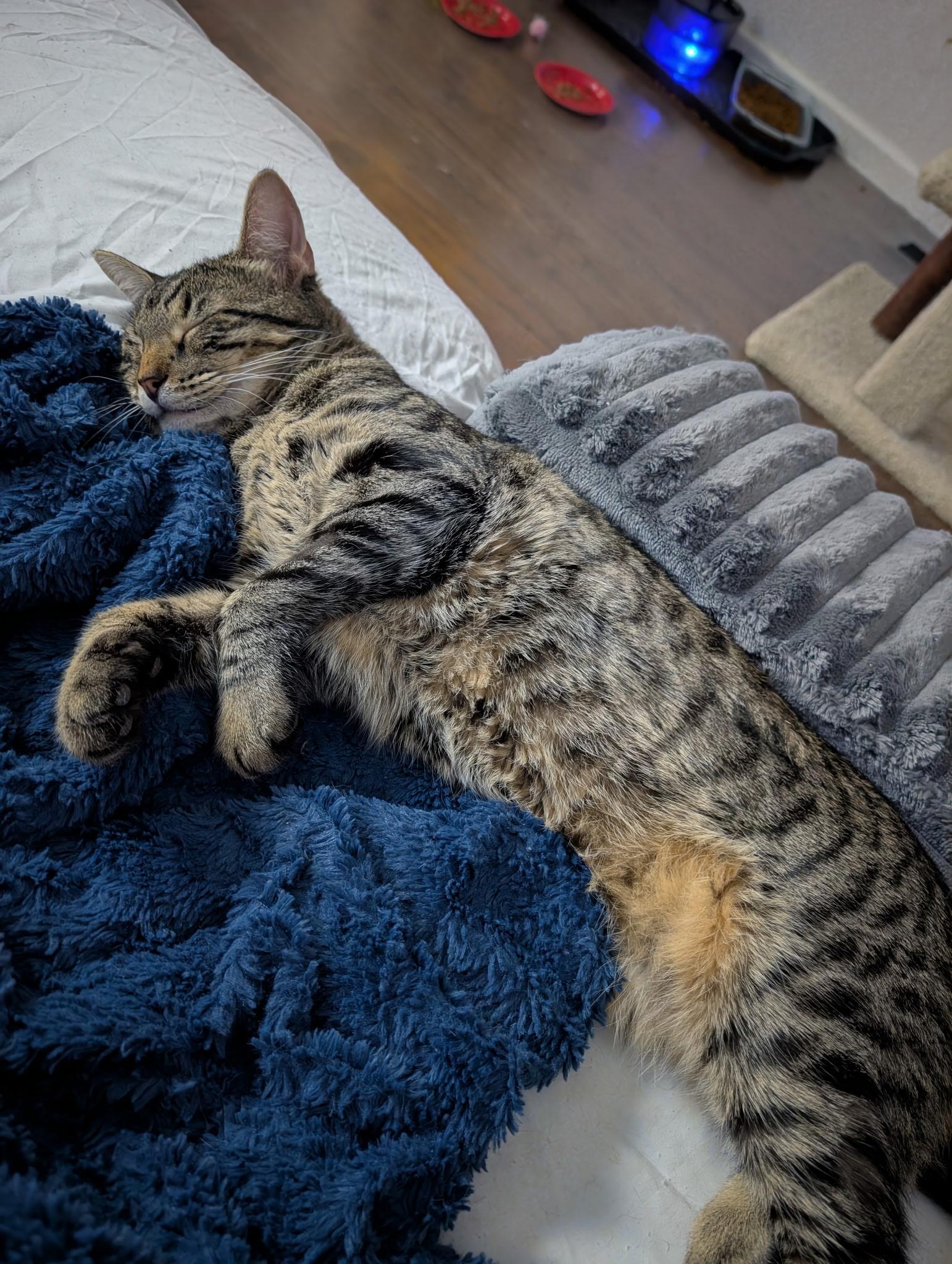 Rory, an adoptable Tabby in Richmond, VA image 5/6