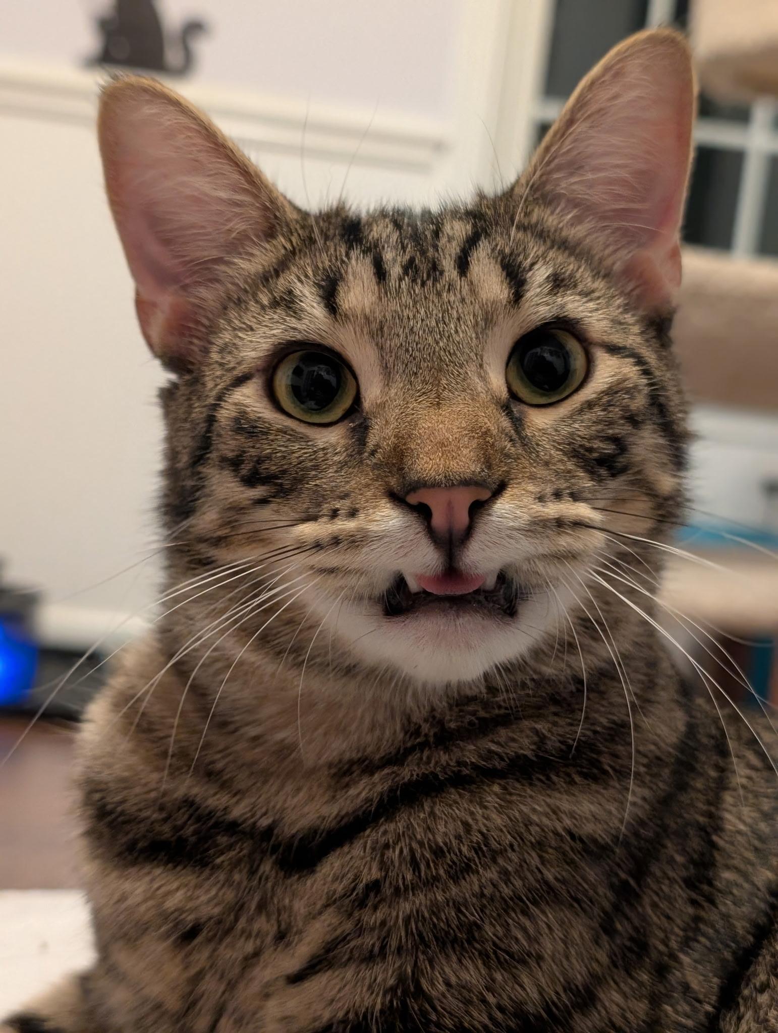 Rory, adoptable, Young Male Tabby.