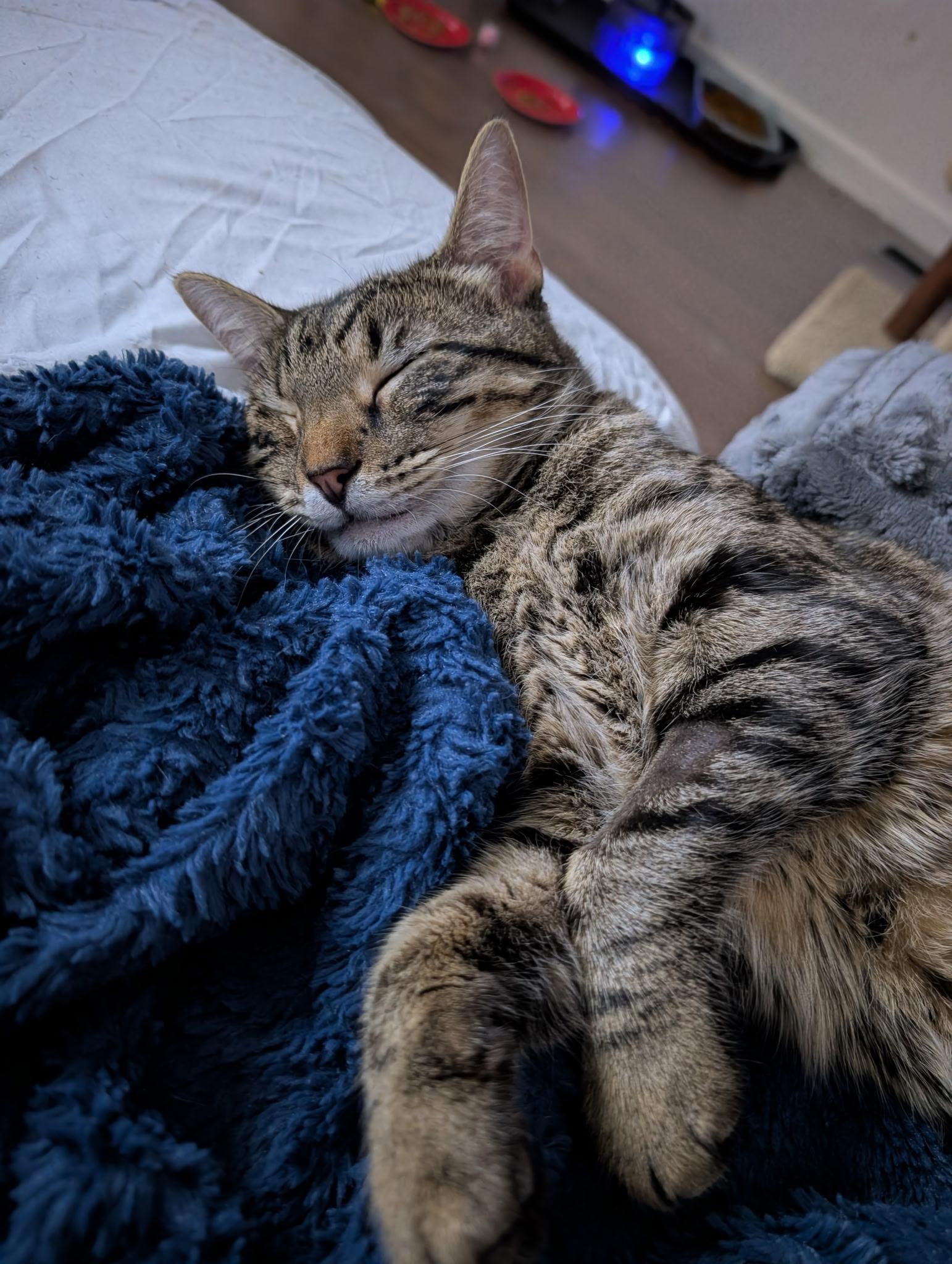 Rory, an adoptable Tabby in Richmond, VA image 4/6