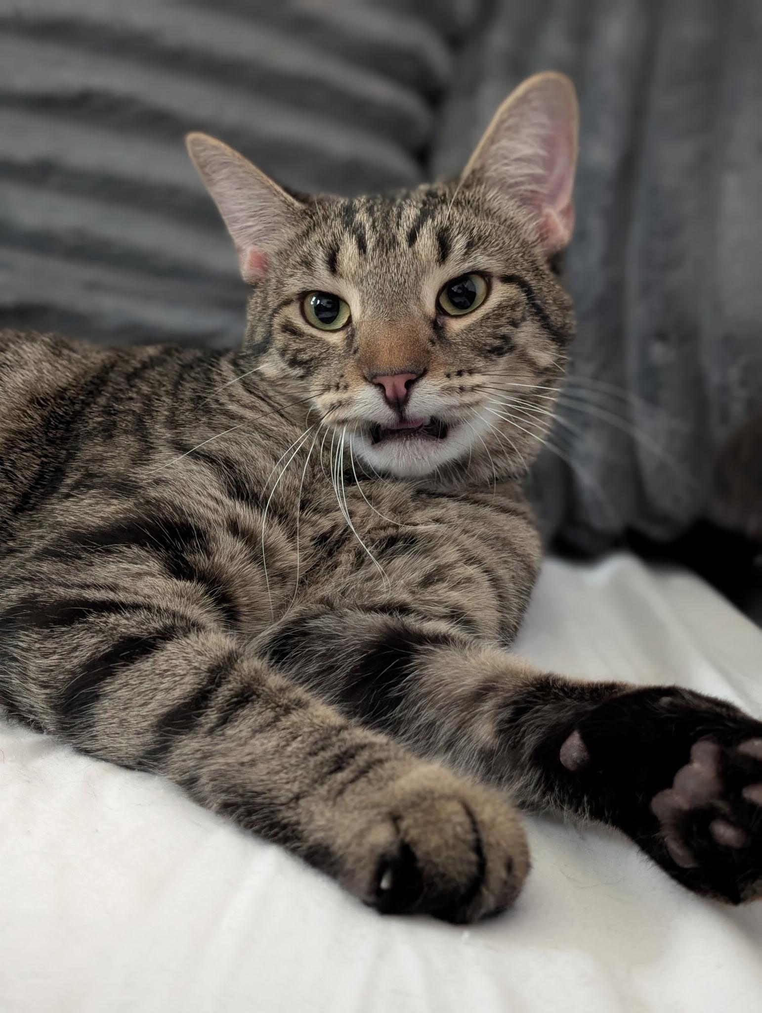 Rory, an adoptable Tabby in Richmond, VA image 3/6
