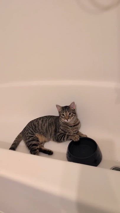 Enlarge Rory, an adoptable Tabby in Richmond, VA video 6/6