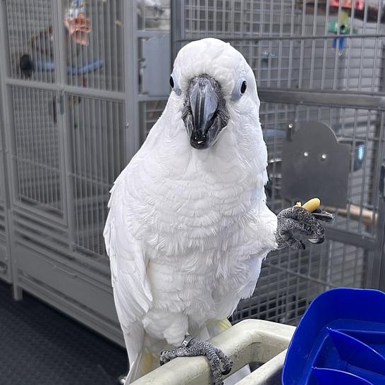 Enlarge Guinevere, a Adoptable Cockatoo in Warwick, RI image 3/6