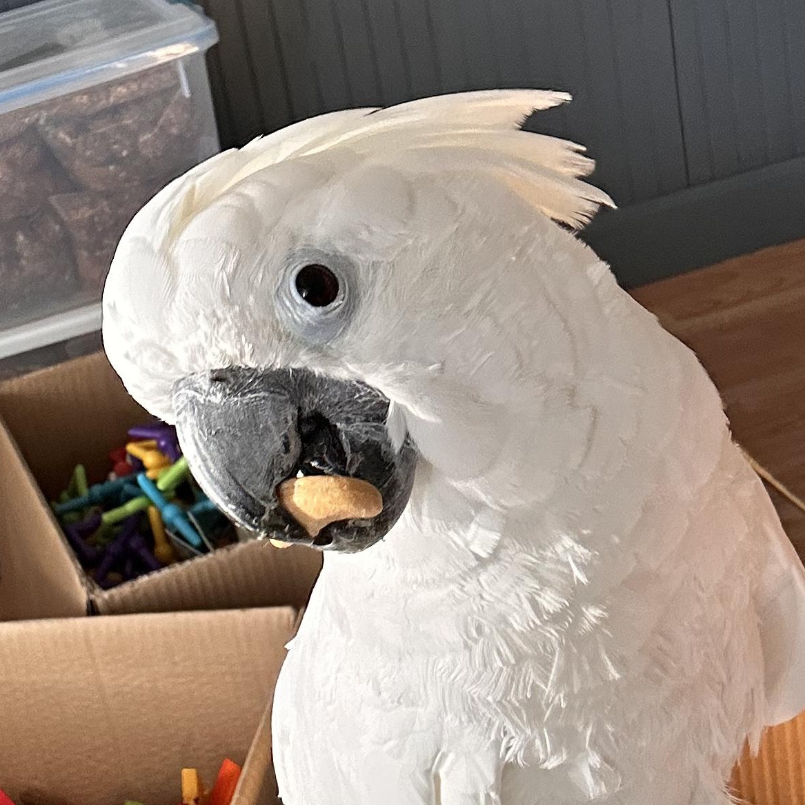 Guinevere, Adoptable, Adult Female Cockatoo.