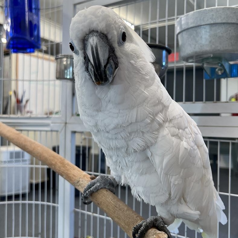Enlarge Guinevere, a Adoptable Cockatoo in Warwick, RI image 4/6