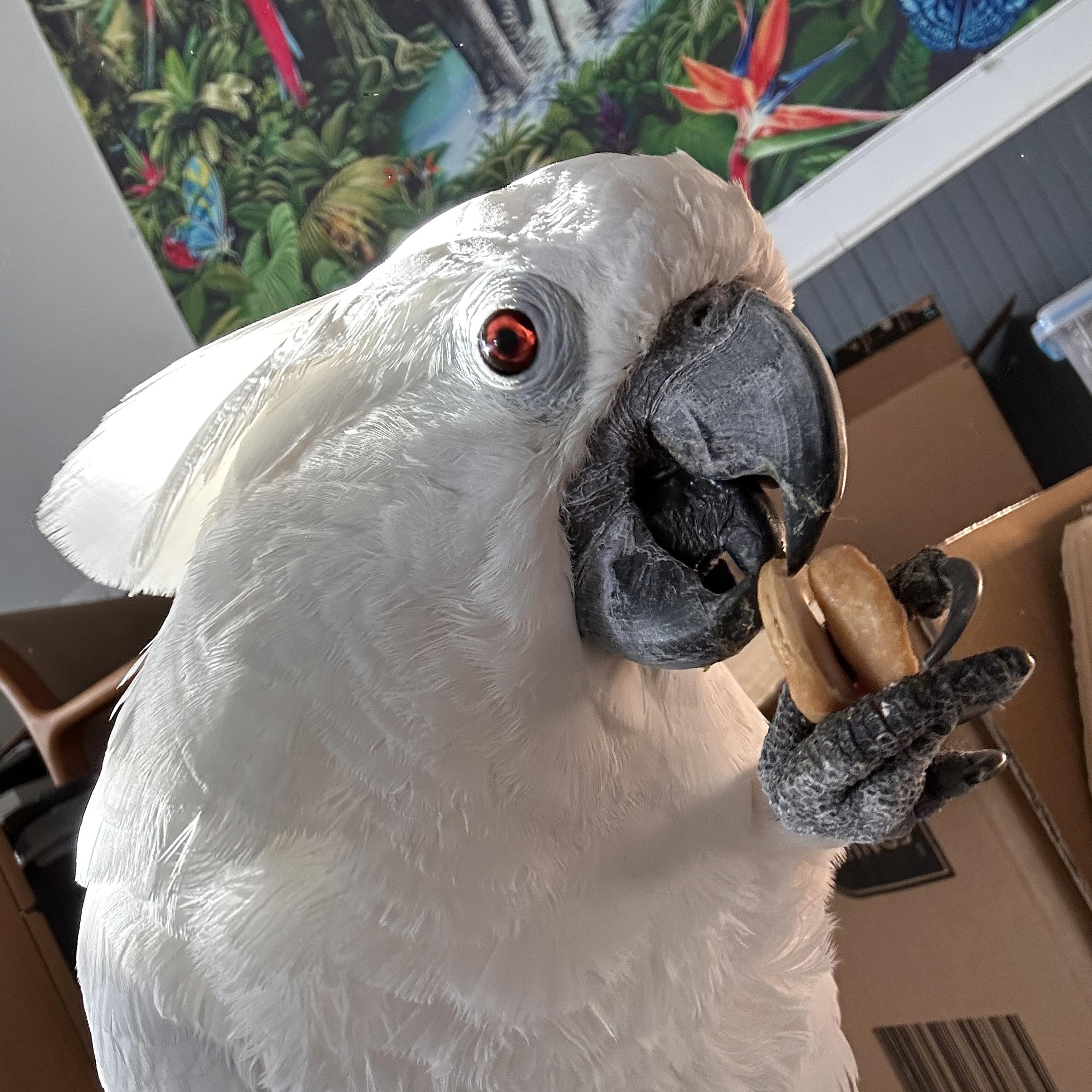 Enlarge Guinevere, a Adoptable Cockatoo in Warwick, RI image 6/6