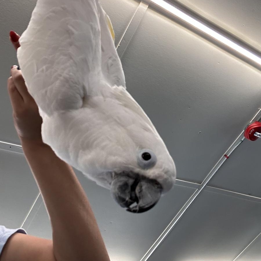 Enlarge Guinevere, a Adoptable Cockatoo in Warwick, RI image 5/6