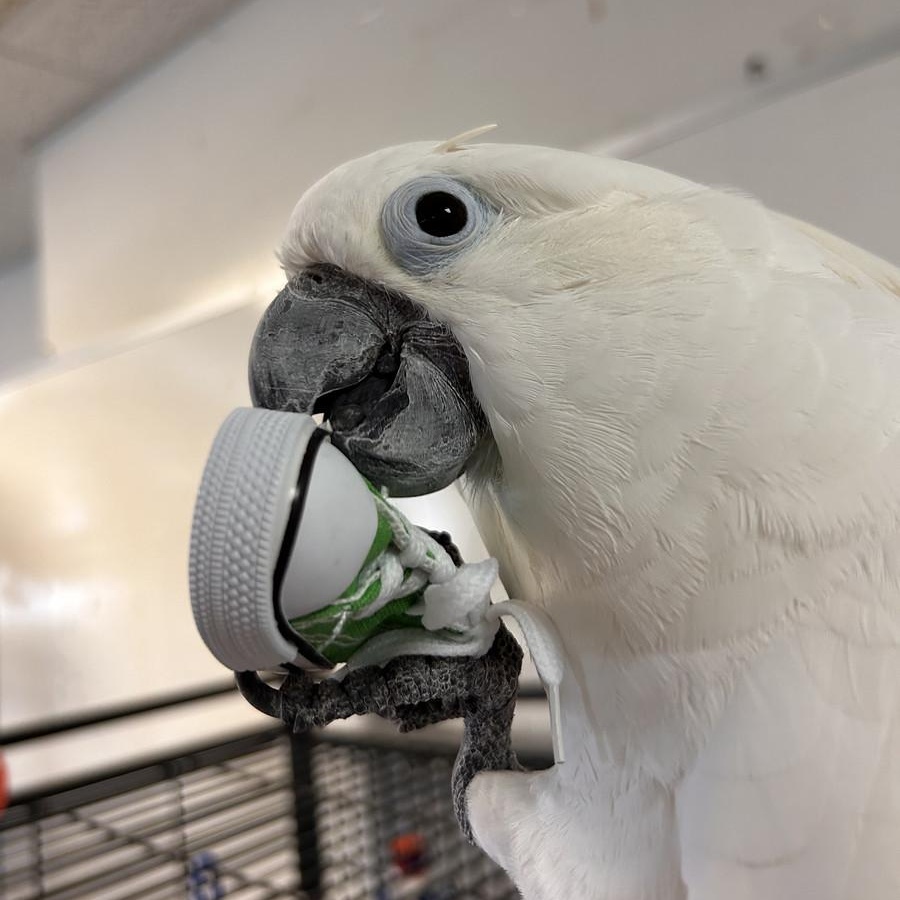 Enlarge Guinevere, a Adoptable Cockatoo in Warwick, RI image 2/6