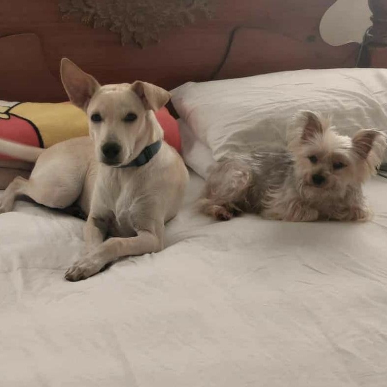 Billy, a Adoptable mixed breed in Warren, NJ image 2/5