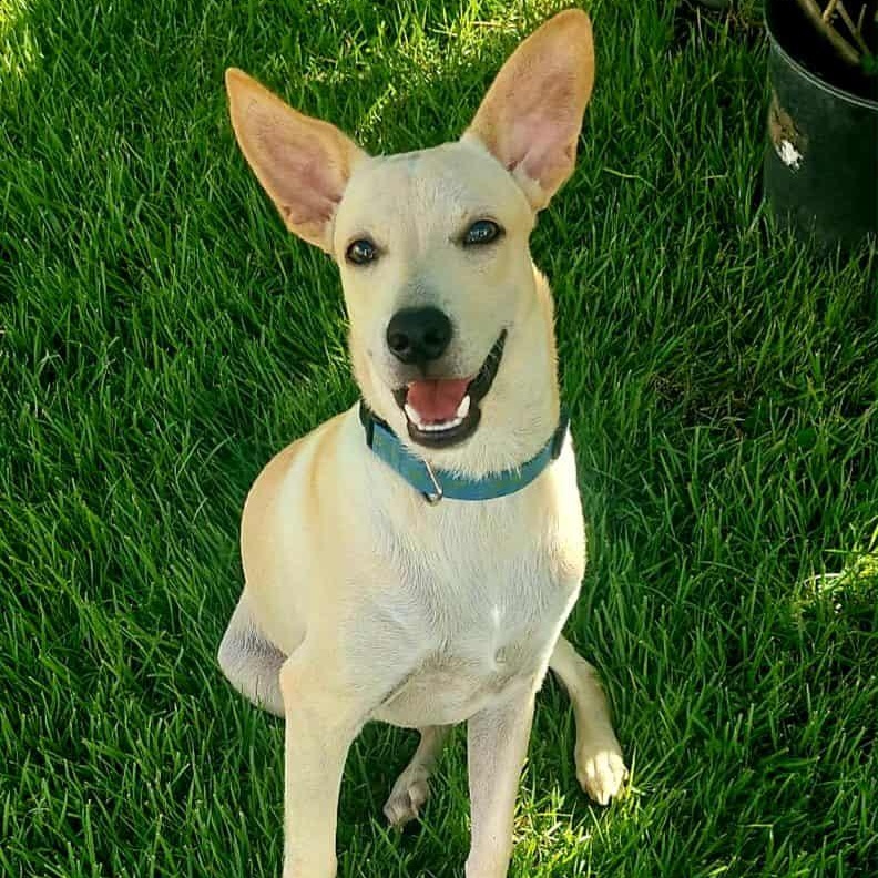 Billy, a Adoptable mixed breed in Warren, NJ image 3/5