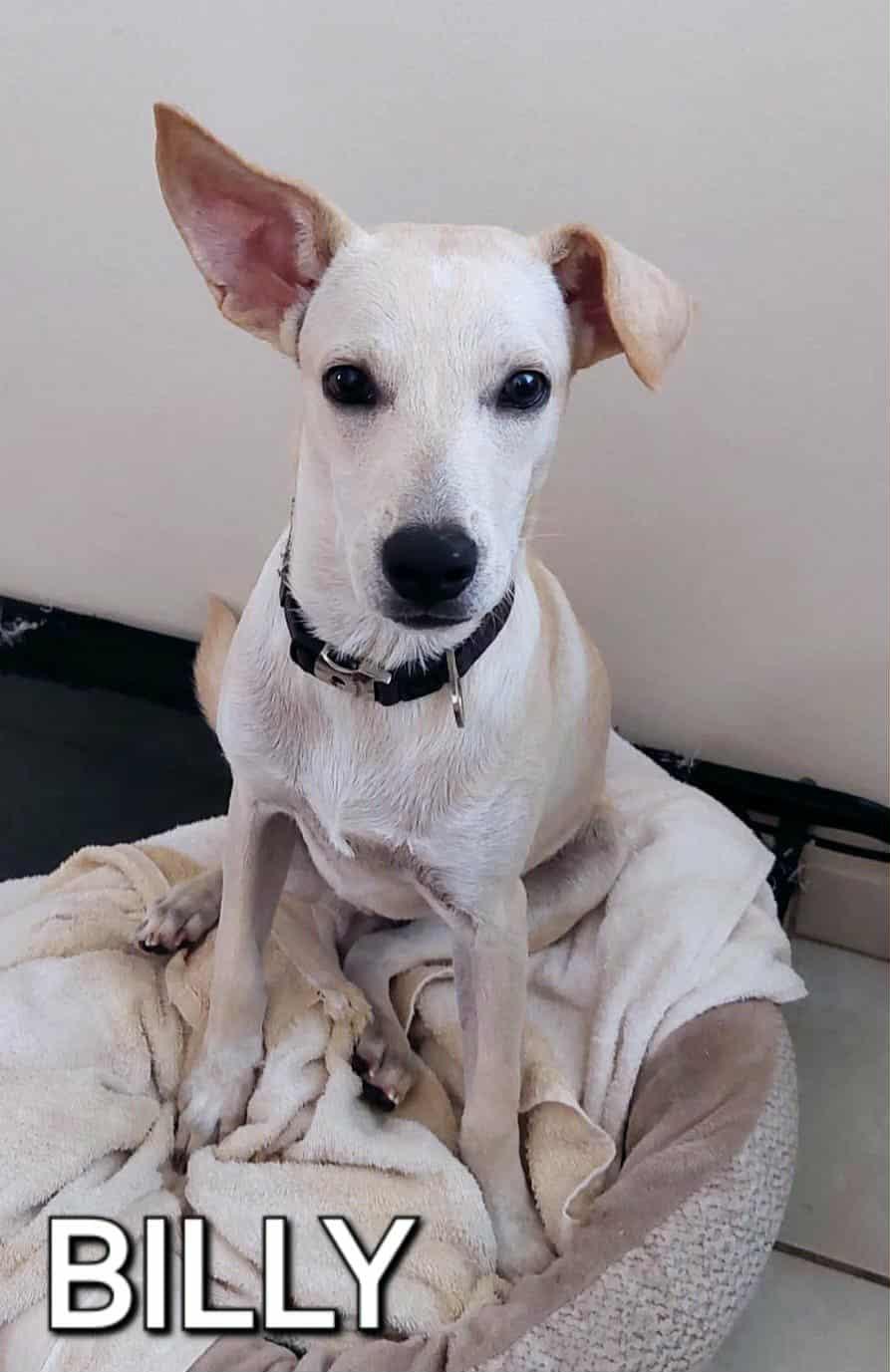 Billy, a Adoptable mixed breed in Warren, NJ image 5/5