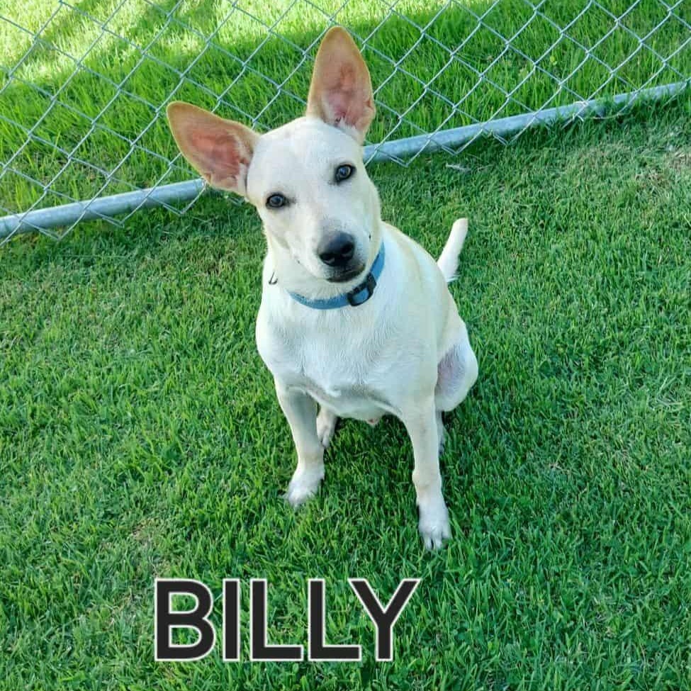Billy, Adoptable, Young Male Carolina Dog.