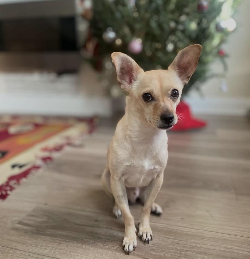Chong, Adoptable, Adult Male Chihuahua.