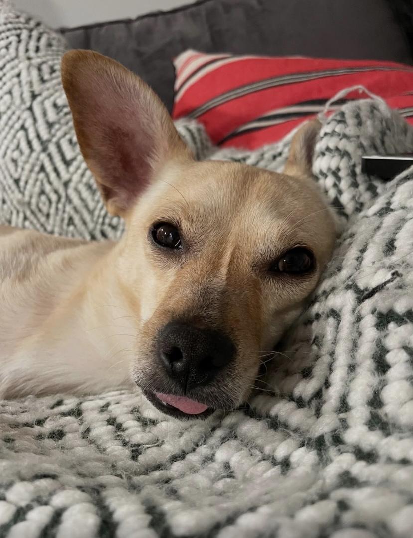 Chong, an adoptable Chihuahua in Philadelphia, PA image 5/6