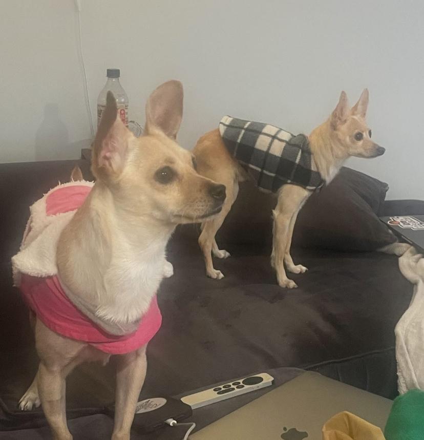 Chong, a Adoptable Chihuahua in Philadelphia, PA image 2/5