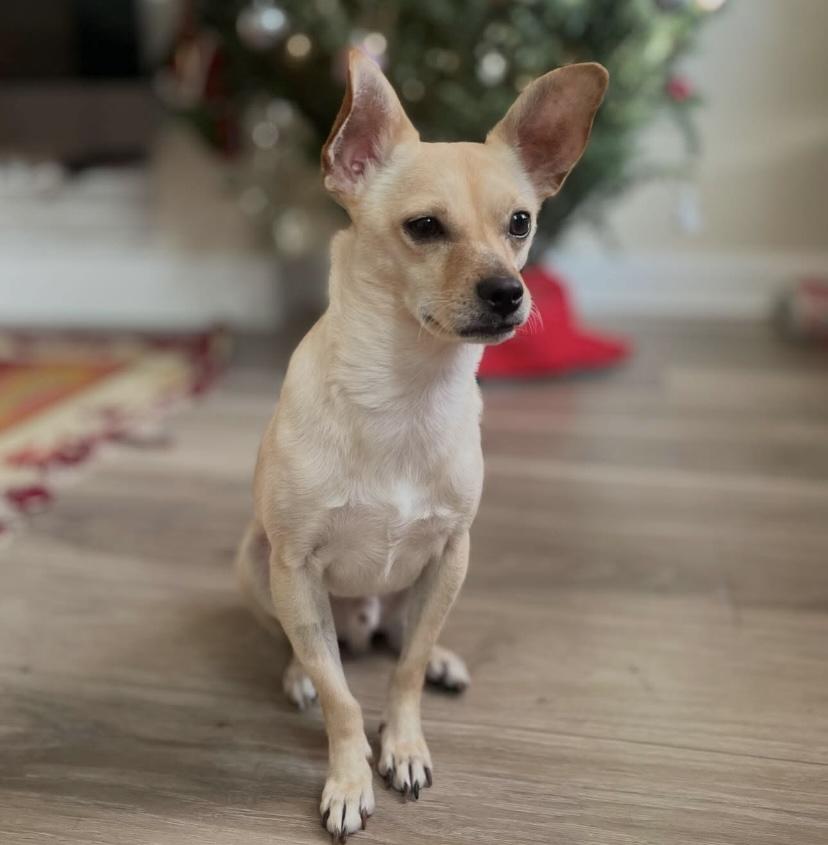 Chong, a Adoptable Chihuahua in Philadelphia, PA image 3/5