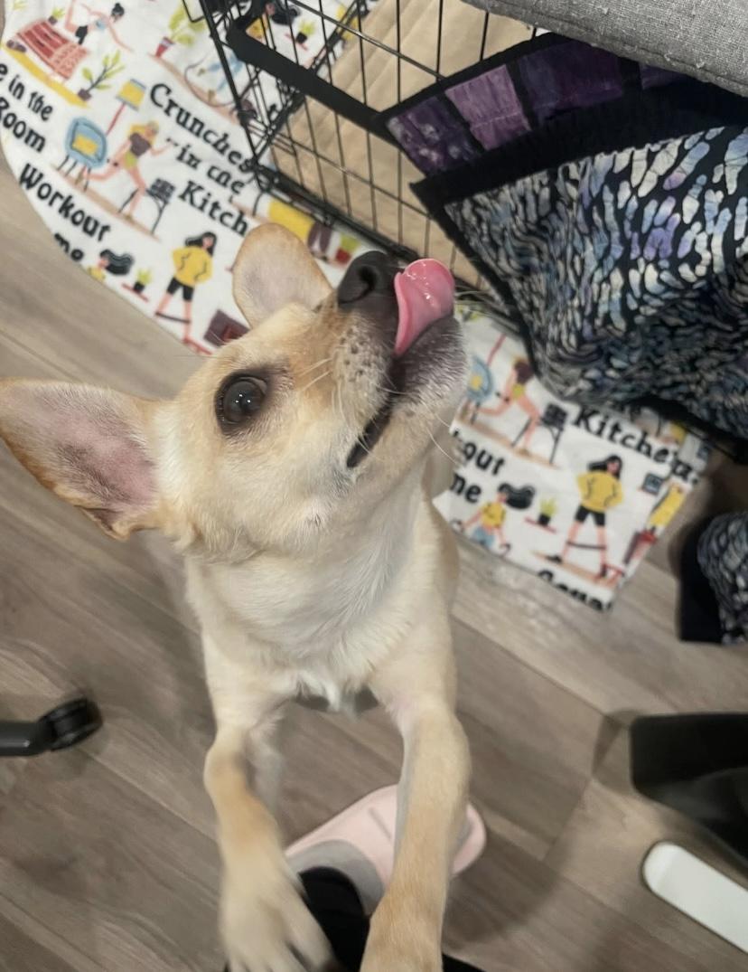 Chong, an adoptable Chihuahua in Philadelphia, PA image 6/6