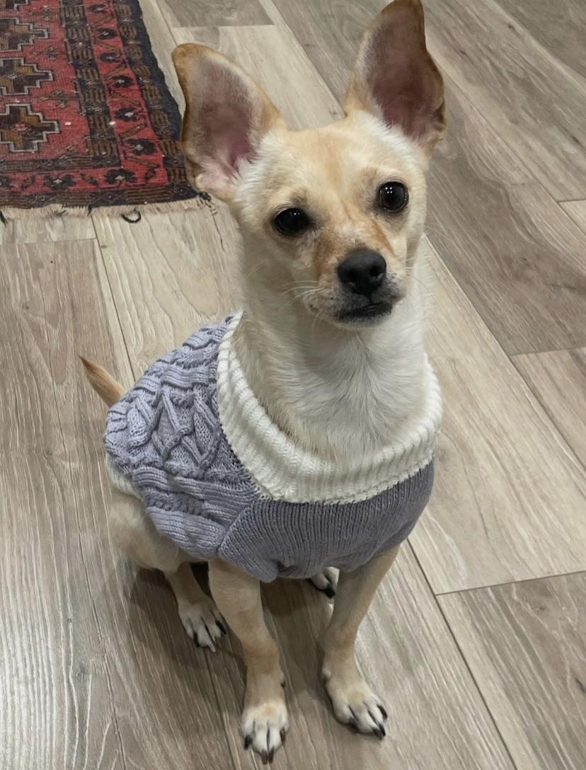 Chong, an adoptable Chihuahua in Philadelphia, PA image 1/6