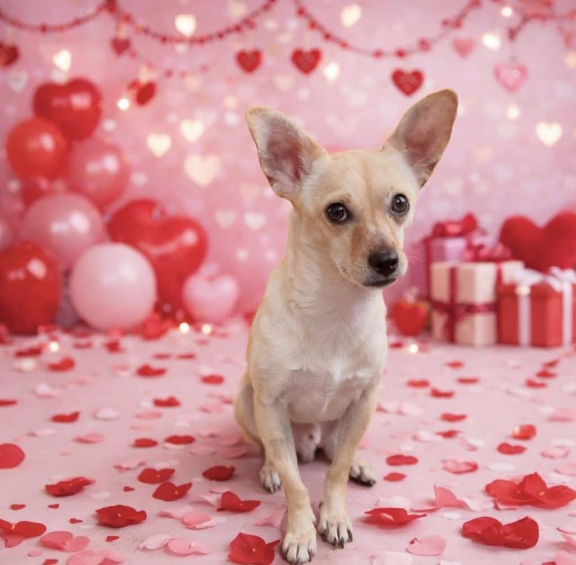 Chong, adoptable, Adult Male Chihuahua.