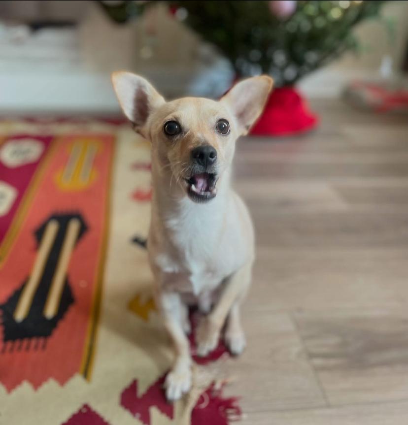Chong, a Adoptable Chihuahua in Philadelphia, PA image 4/5