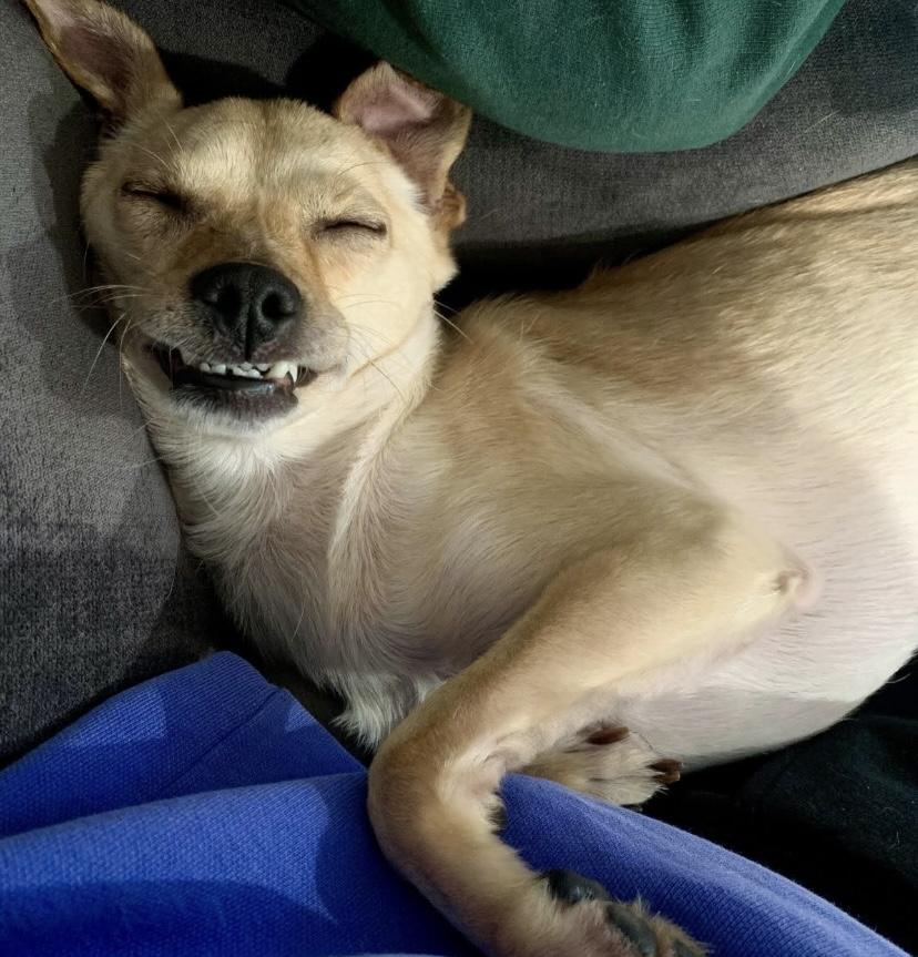 Chong, a Adoptable Chihuahua in Philadelphia, PA image 5/5