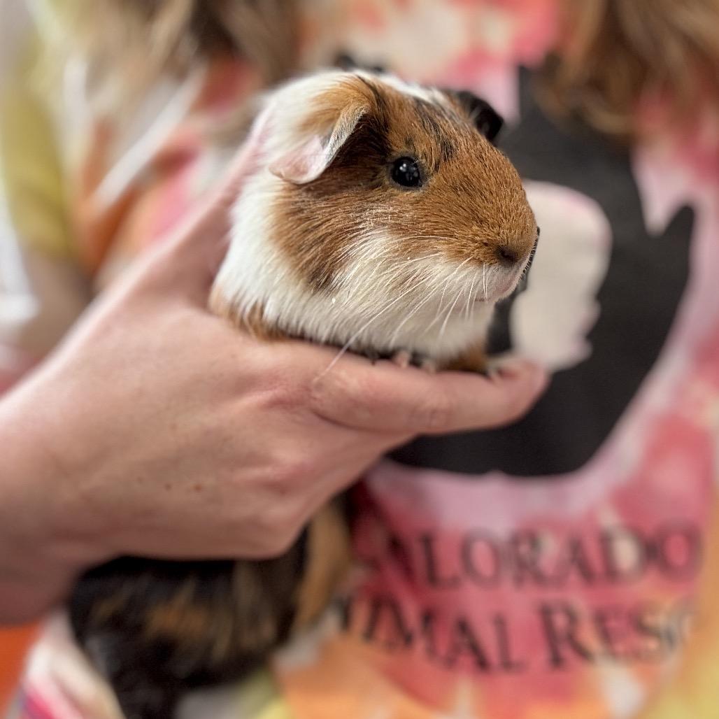 Pea, Adoptable, Young Female Guinea Pig.