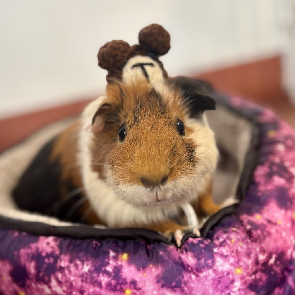 Enlarge Pea, a Adoptable Guinea Pig in Glenwood Springs, CO image 5/6
