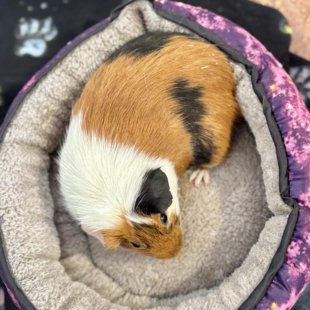 Enlarge Pea, a Adoptable Guinea Pig in Glenwood Springs, CO image 6/6