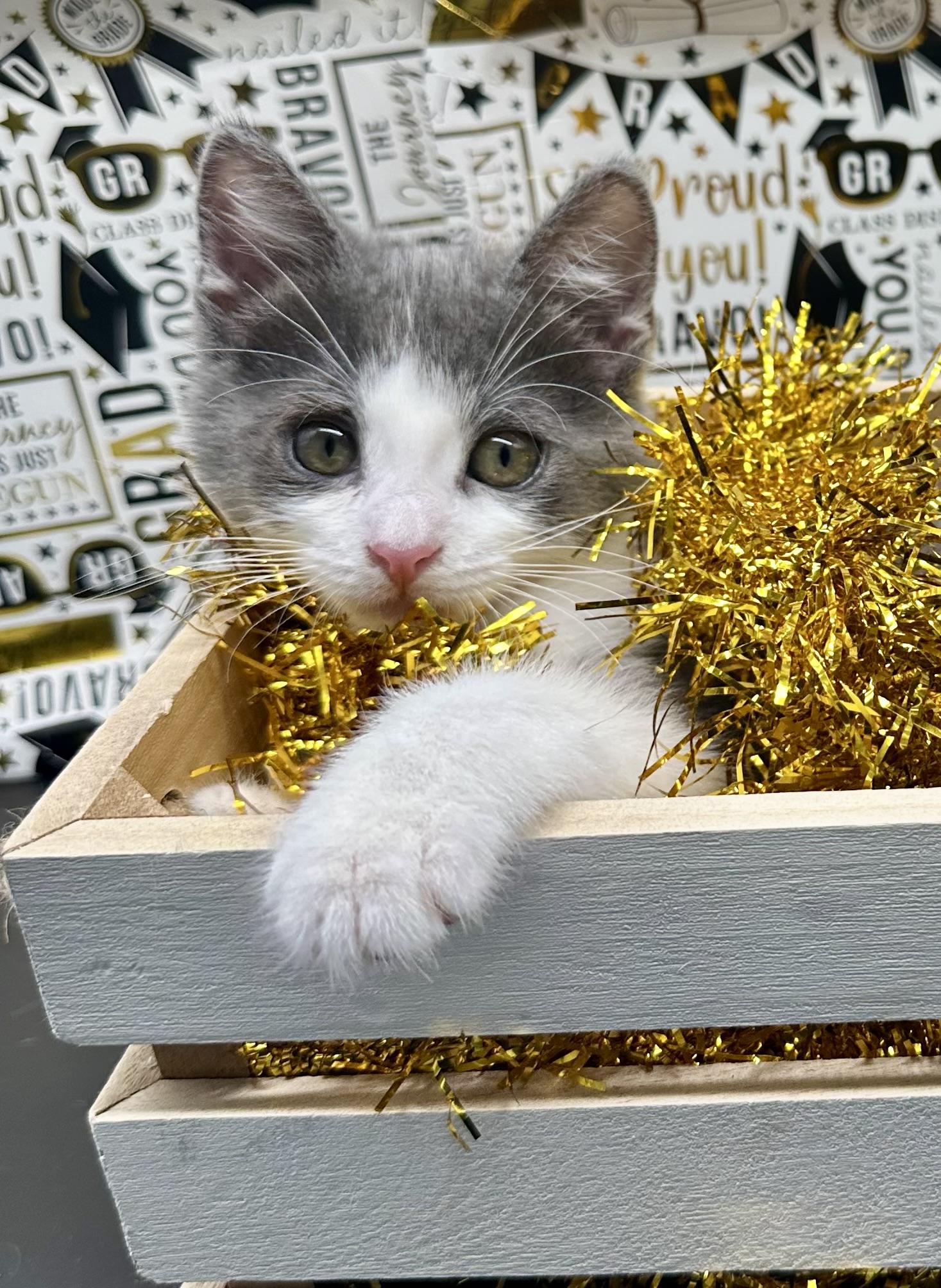 Maisie (Marley), Adoptable, Kitten Female Domestic Medium Hair.