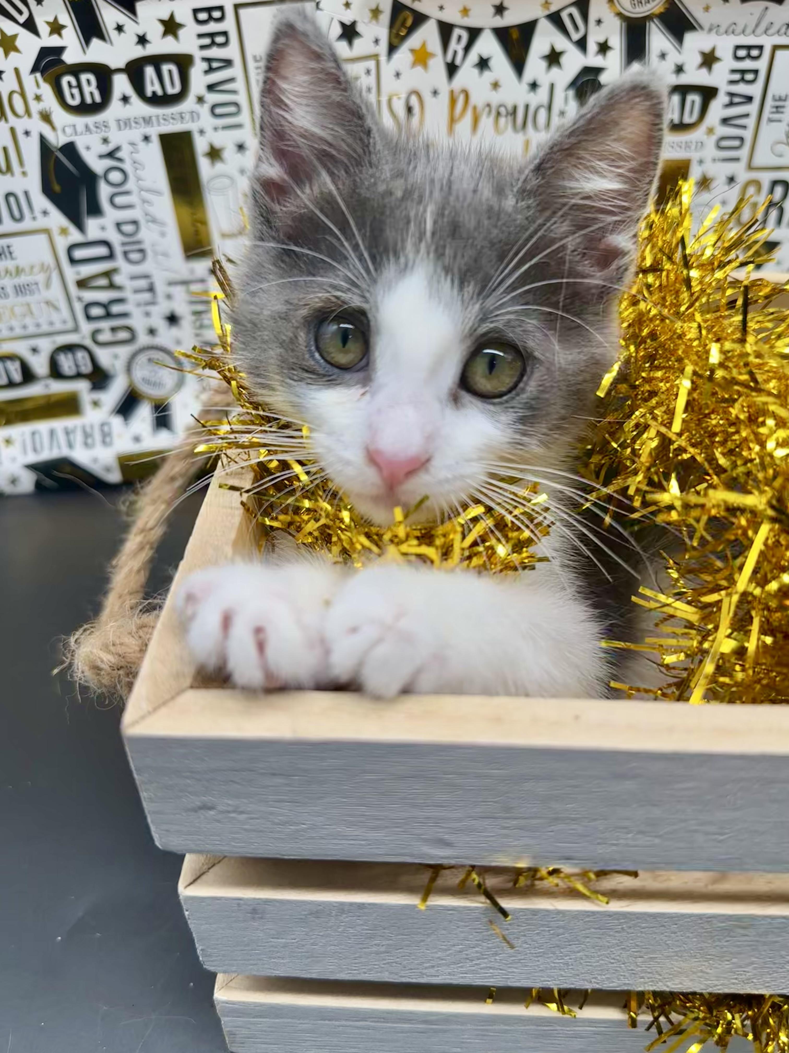 Maisie (Marley), a Adoptable Domestic Medium Hair in HUNTINGTON BEACH, CA image 2/3