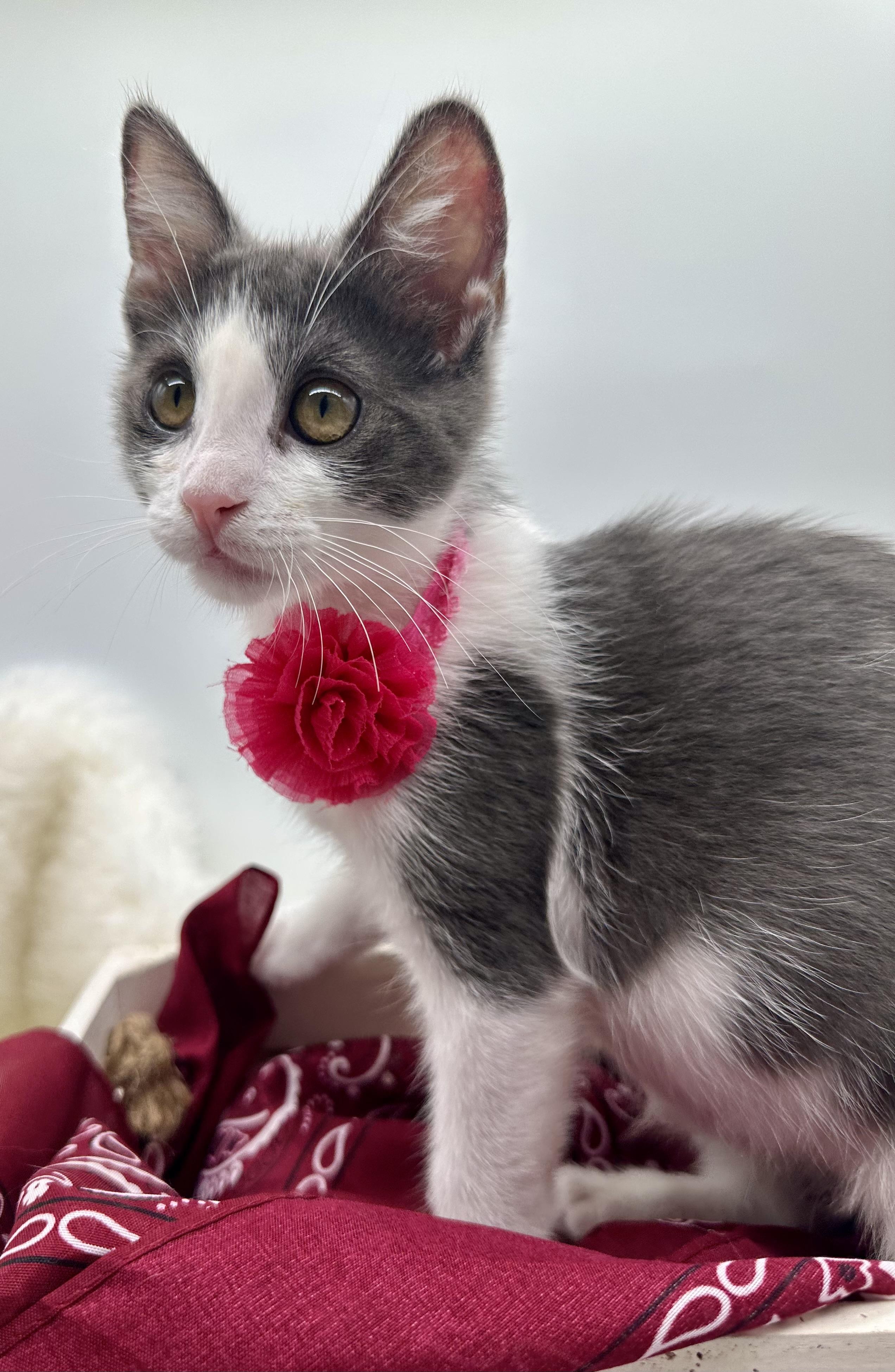Enlarge Maisie (bonded to brother, Marley), a Adoptable Domestic Medium Hair in HUNTINGTON BEACH, CA image 4/6
