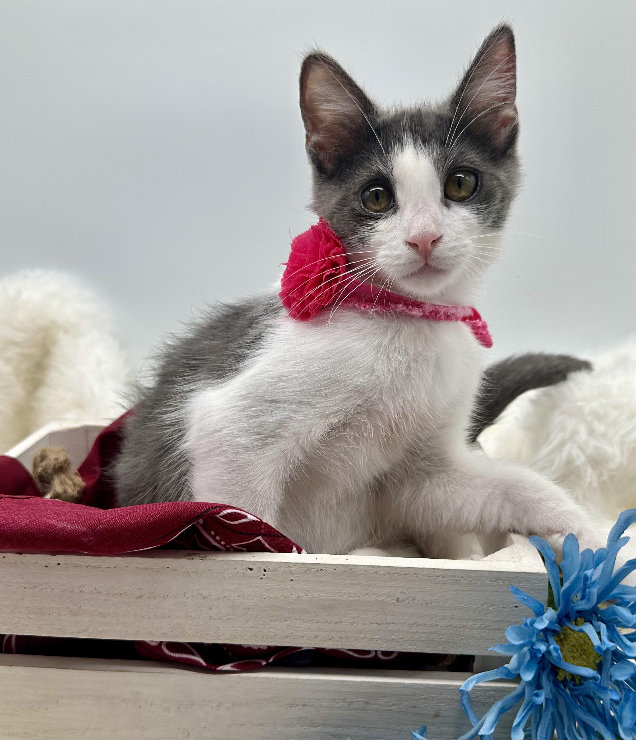 Enlarge Maisie (bonded to brother, Marley), a Adoptable Domestic Medium Hair in HUNTINGTON BEACH, CA image 2/6
