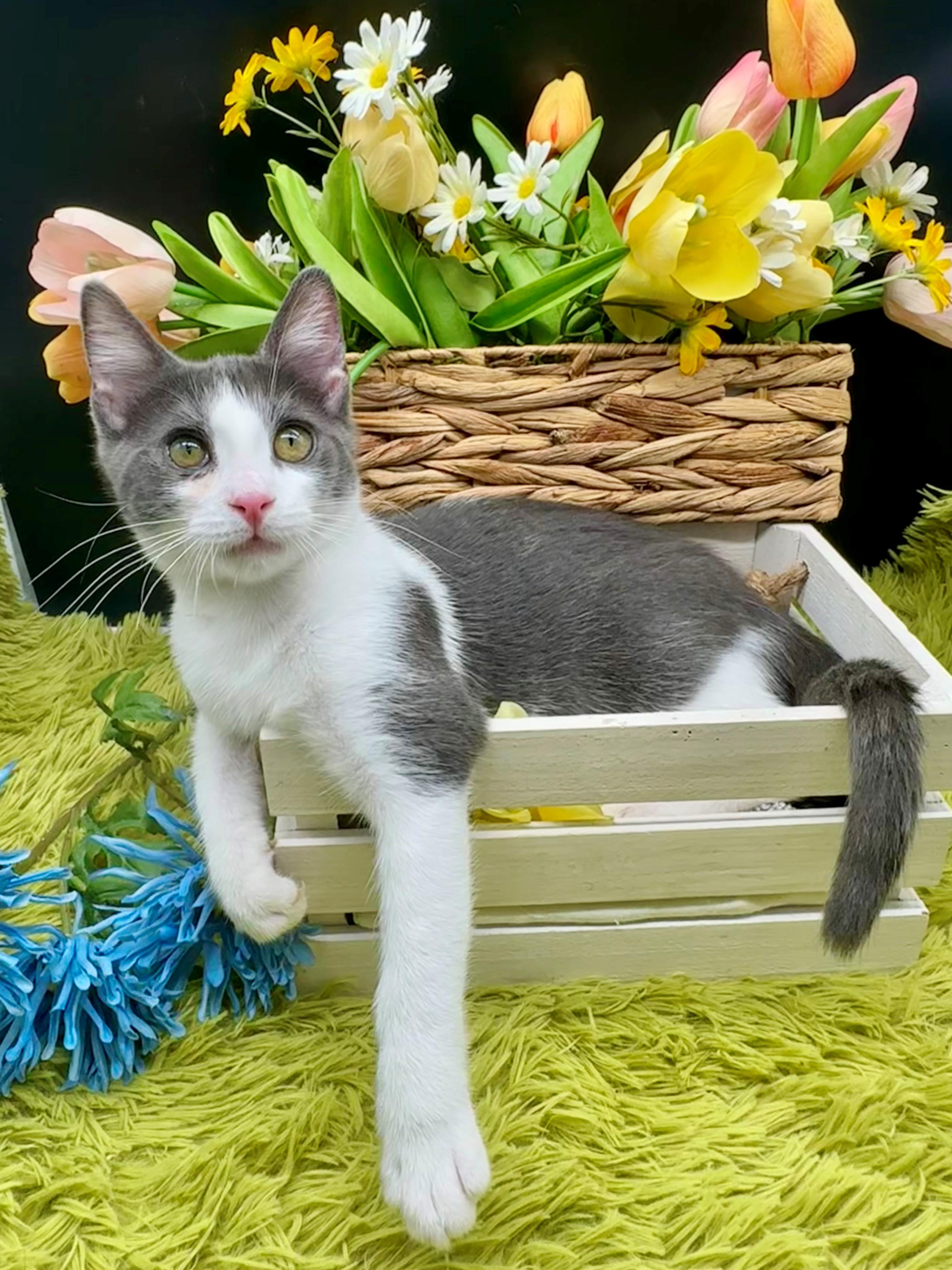 Maisie (bonded to brother, Marley), Adoptable, Kitten Female Domestic Medium Hair.