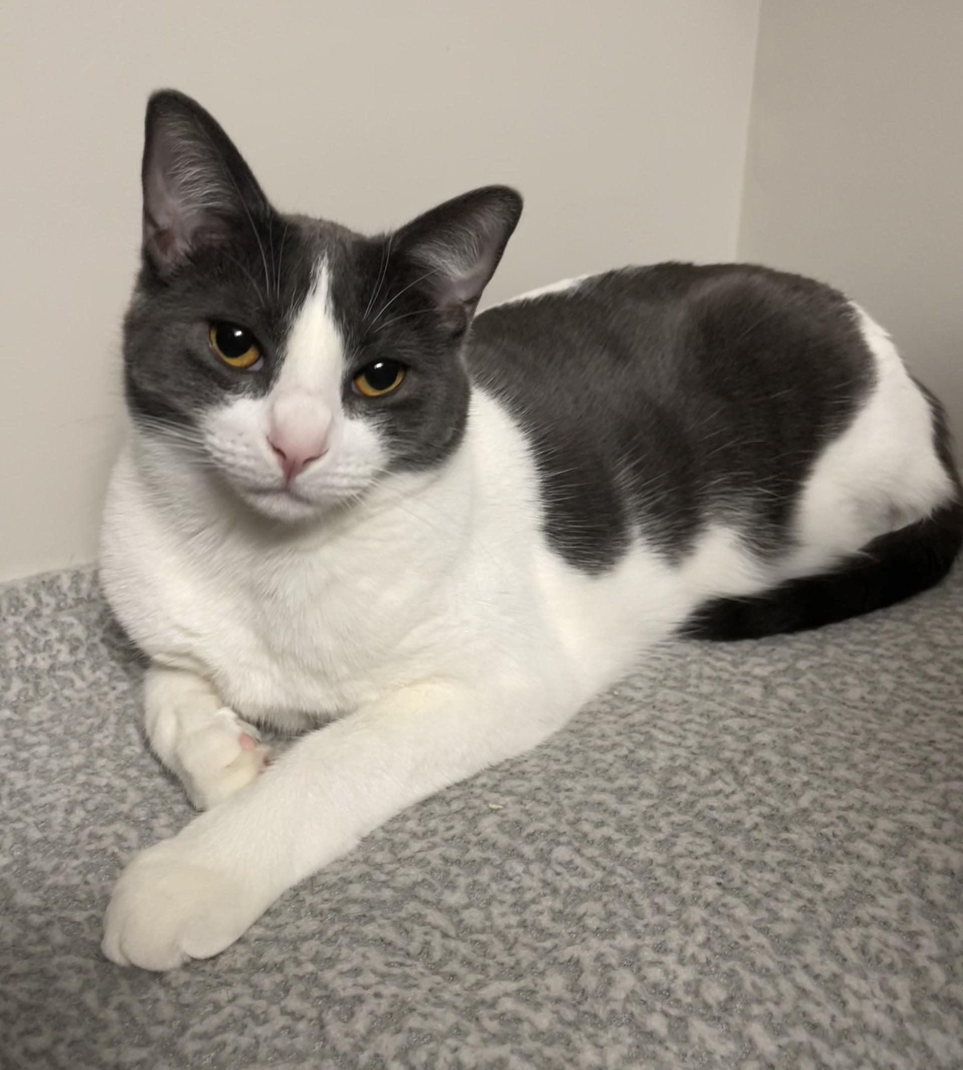 Lady, ADOPTABLE, Young Female Domestic Medium Hair.