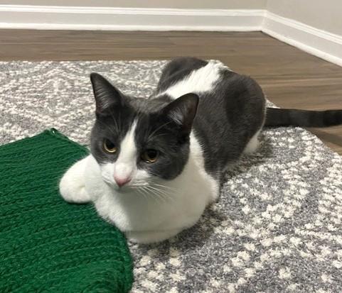 Enlarge Lady, a ADOPTABLE Domestic Medium Hair in McDonough, GA image 2/2