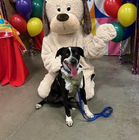 Enlarge Thad - Cat Friendly, Dog Friendly, Kid Friendly, Foster Needed!, a Adoptable mixed breed in Seattle, WA image 2/4