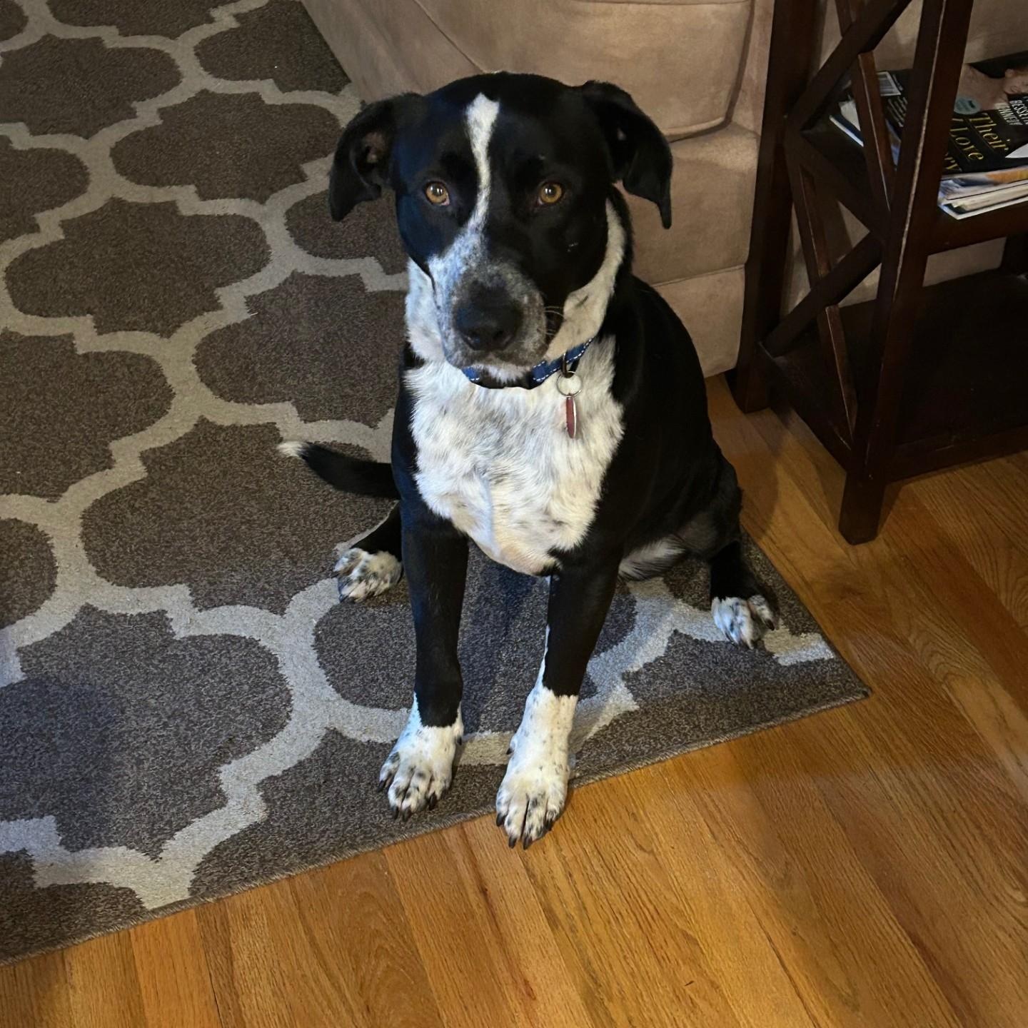 Thad - Cat Friendly, Dog Friendly, Kid Friendly, Foster Needed!, Adoptable, Adult Male Hound & Australian Cattle Dog / Blue Heeler.