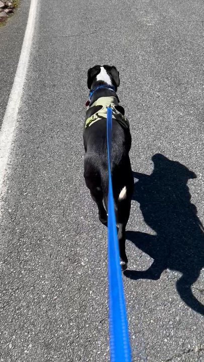 Enlarge Thad - Cat Friendly, Dog Friendly, Kid Friendly, Foster Needed!, a Adoptable mixed breed in Seattle, WA video 4/4