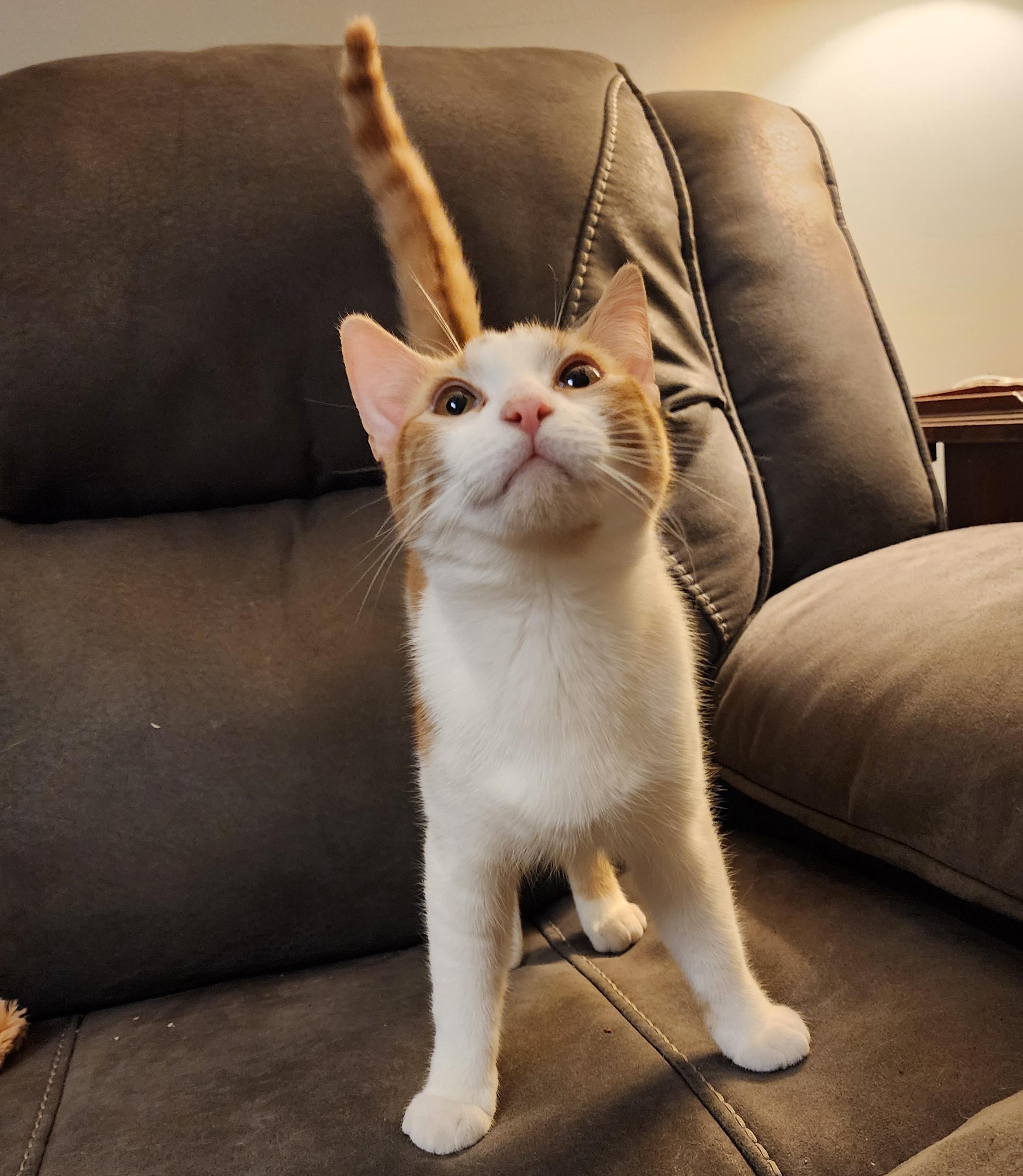 Enlarge Prince and Mercury, an adopted mixed breed in Schenectady, NY image 3/4